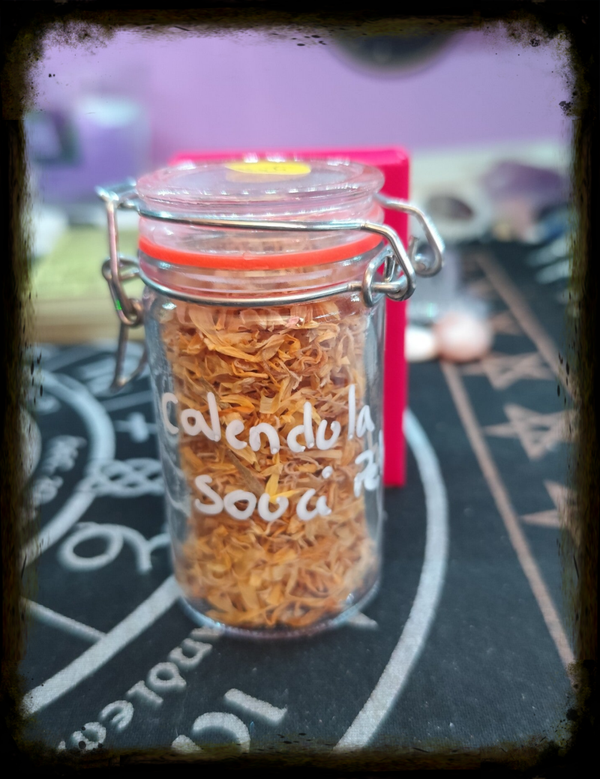 Calendula (Souci) en Rituel : Joie, Protection Solaire et Guérison Lumineuse