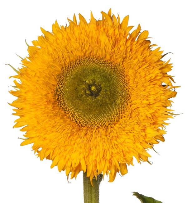 Helianthus  Solano® Double