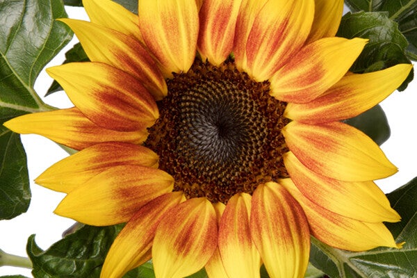 Helianthus Sunsation® Flame