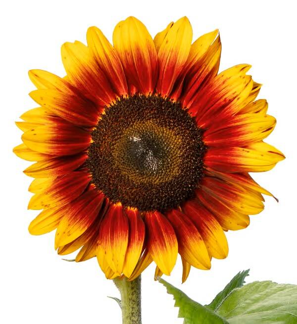 Helianthus Solano® Flame