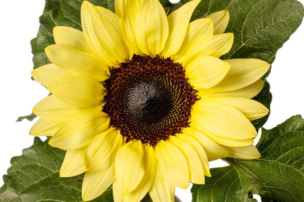 Helianthus Sunsation®  Lemon