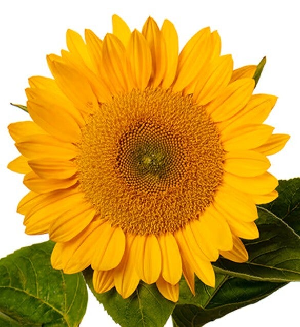 Helianthus Solano® Gold