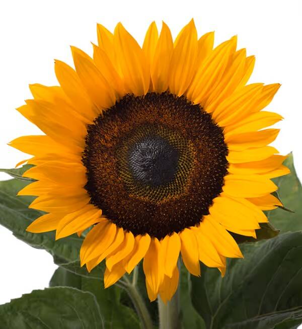 Helianthus Solano® Orange nr 12