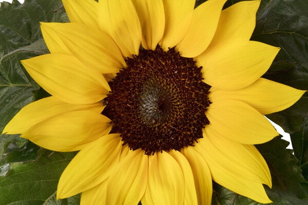 Helianthus Sunsation® Yellow, Flame en Lemon