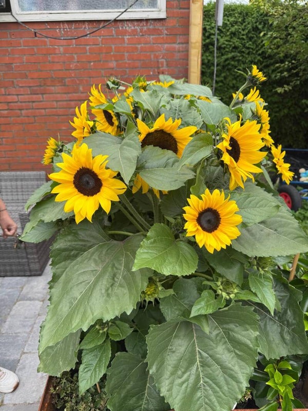 Helianthus sunsation Yellow