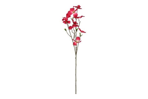 Dogwood fuchsia