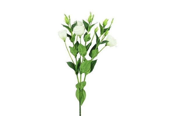 Lisianthus wit