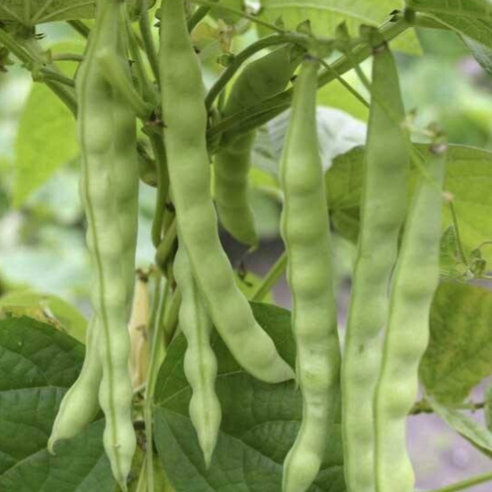 Stokslabonen ongewassen