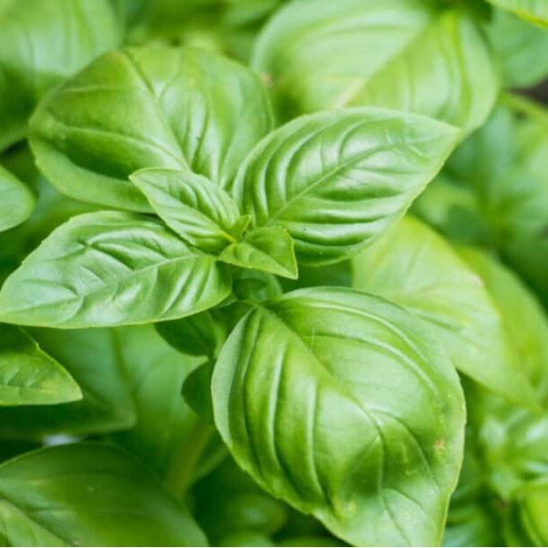 Basilicum