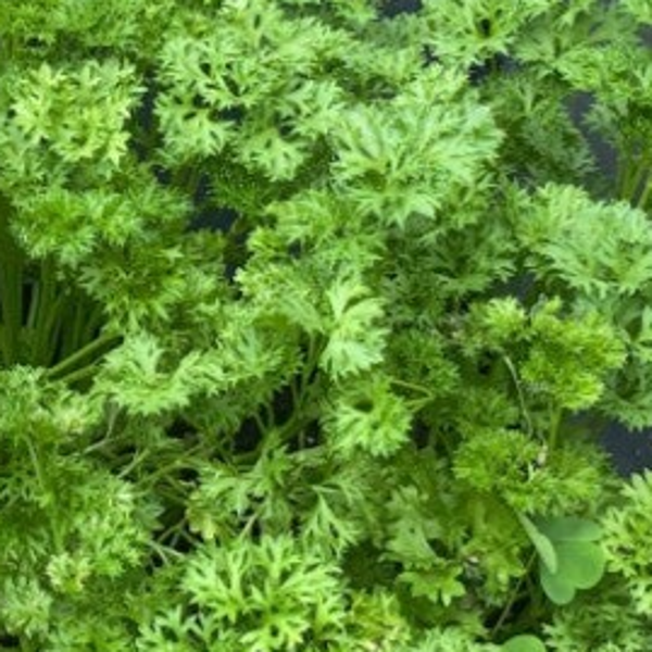 Peterselie