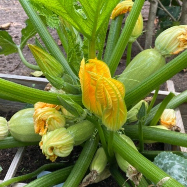 Witte courgette