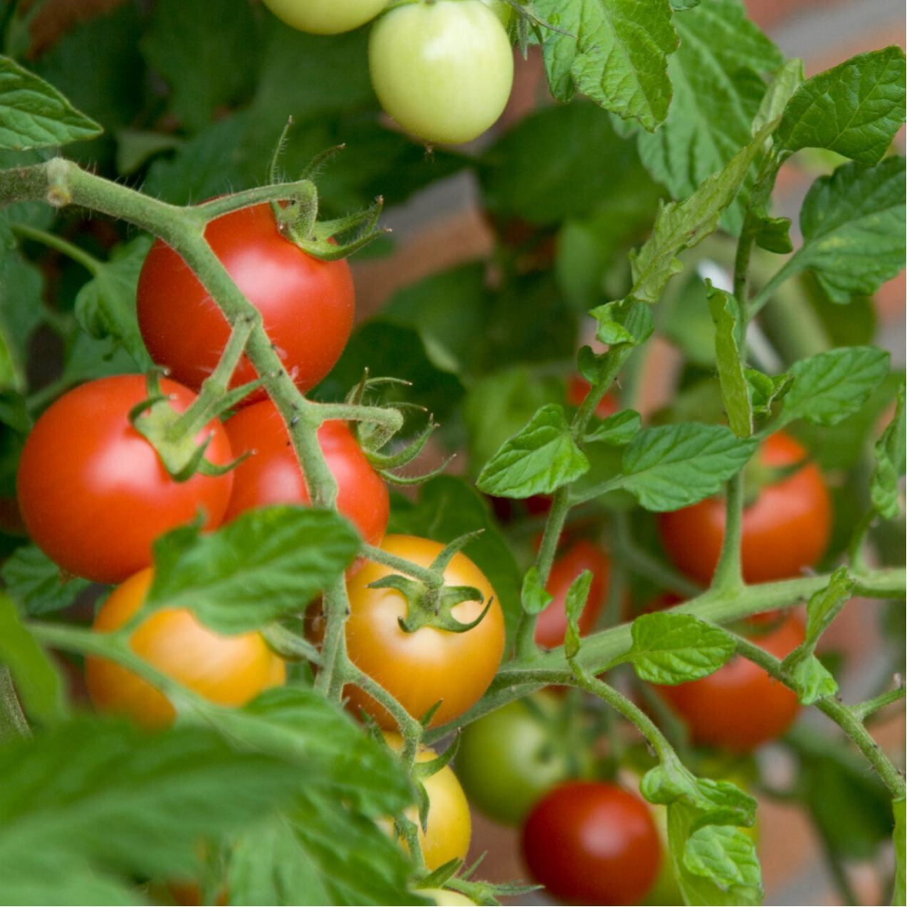Losse trostomaatjes gewassen