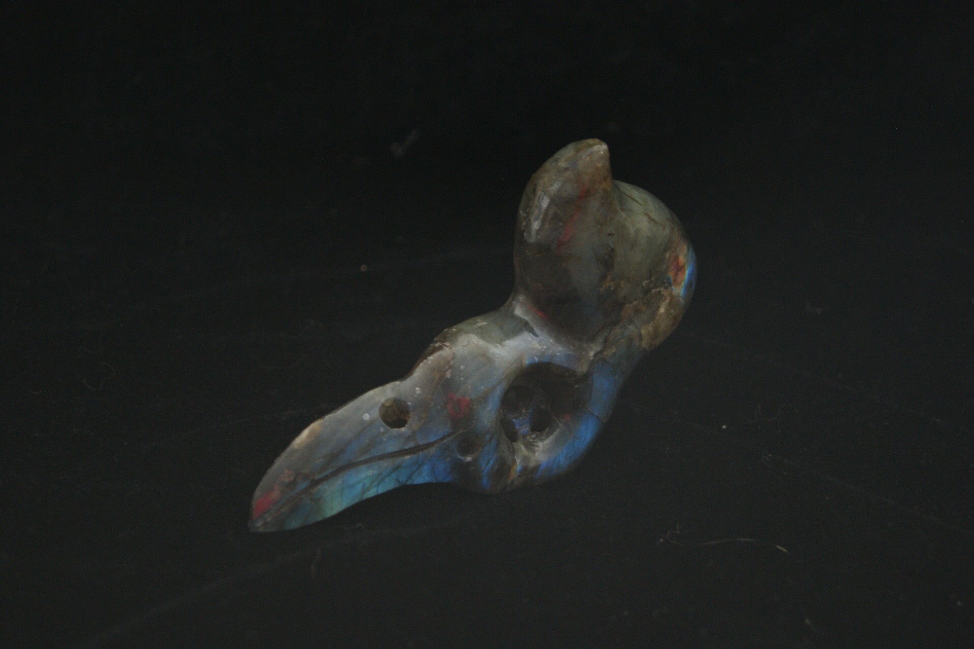 Labradoriet Paradijsvogel