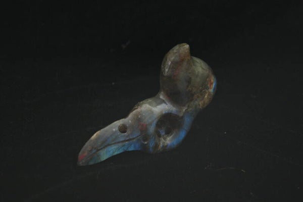 Labradoriet Paradijsvogel