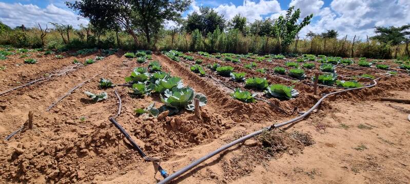 Garten mit Tropfbewässerung