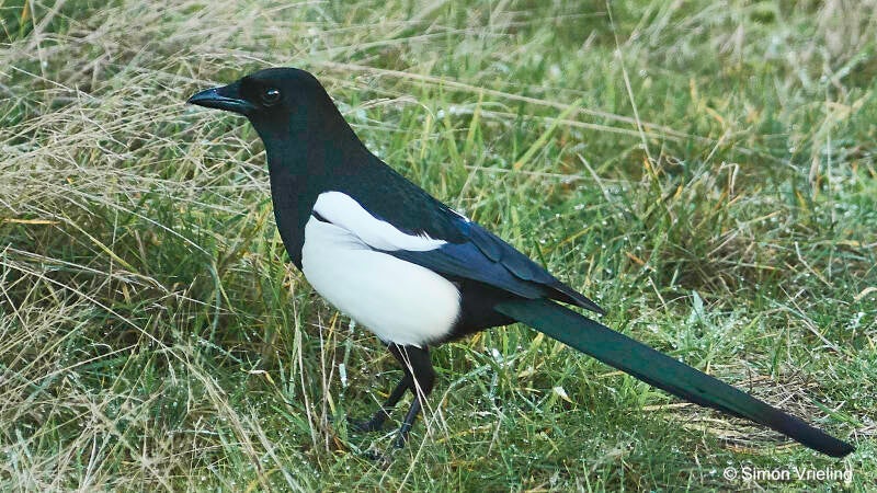 Ekster