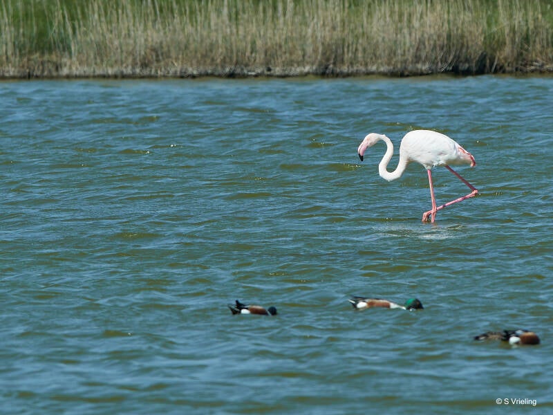 Zeldzaam op Texel, flamingo