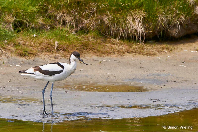 kluit Texel