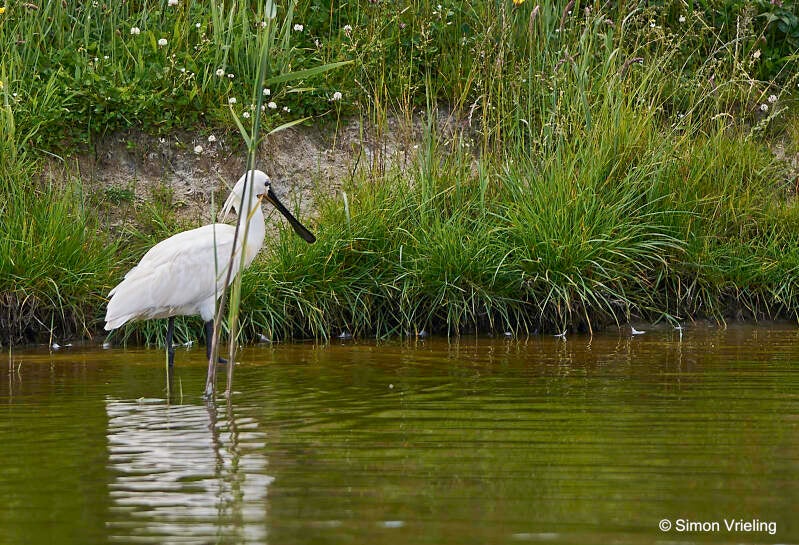 lepelaar Texel