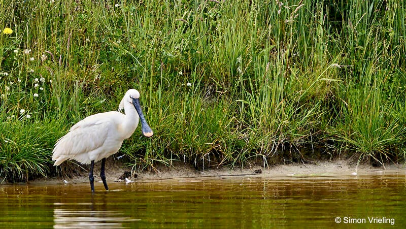 lepelaar Texel