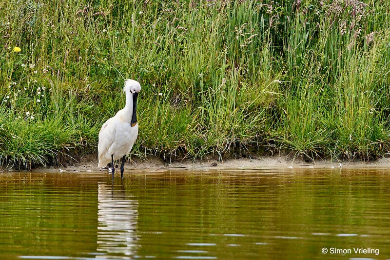 lepelaar Texel