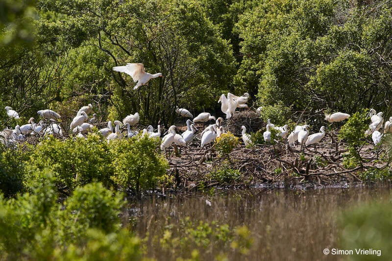 lepelaar Texel De Geul