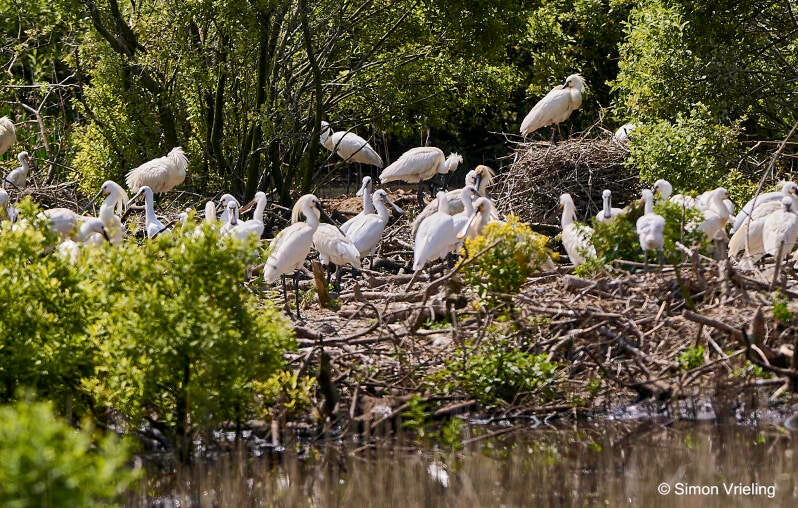 lepelaar Texel De Geul
