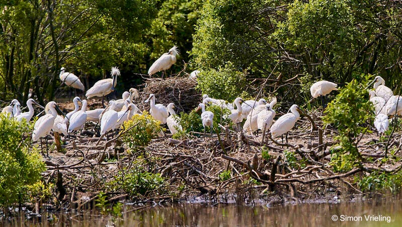 lepelaar Texel De Geul
