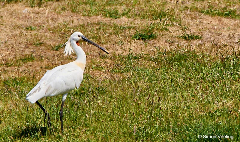 lepelaar Texel
