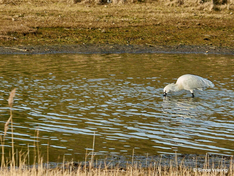 lepelaar Texel