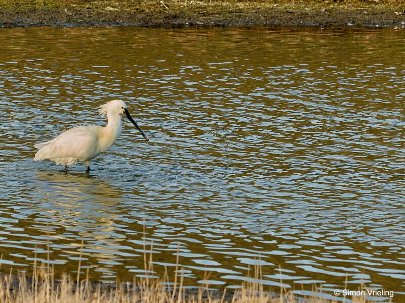 lepelaar Texel