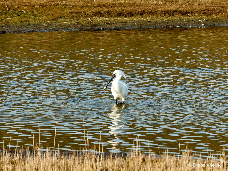 lepelaar Texel