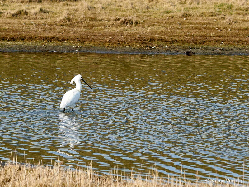 lepelaar Texel