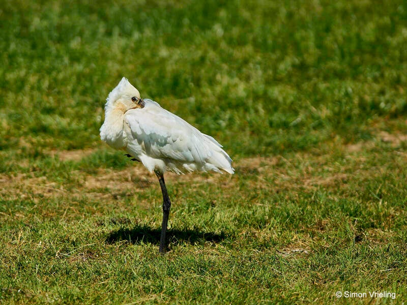 lepelaar Texel