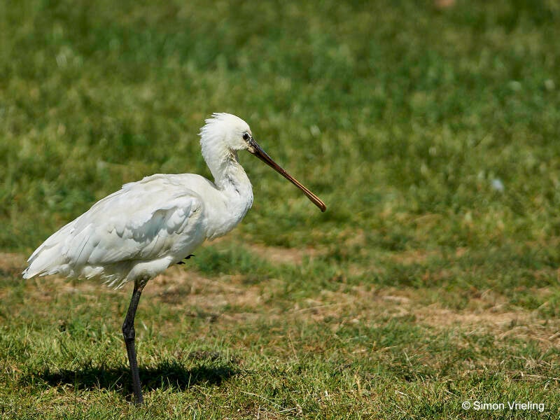 lepelaar Texel