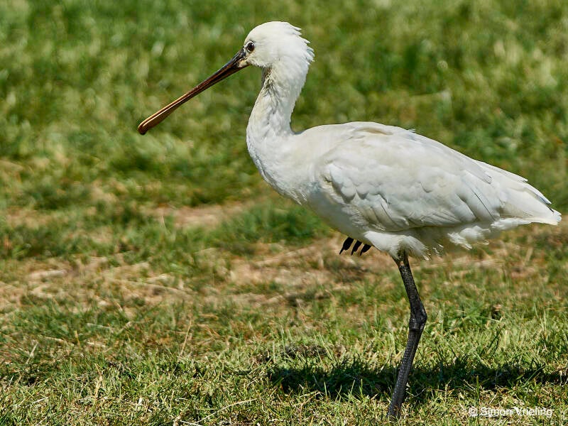 lepelaar Texel