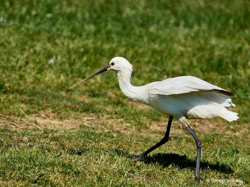 lepelaar Texel