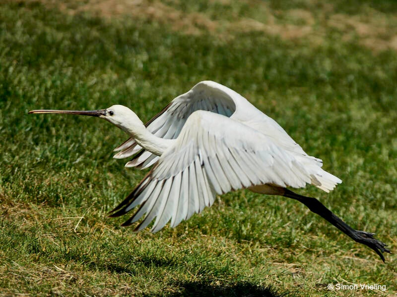 lepelaar Texel