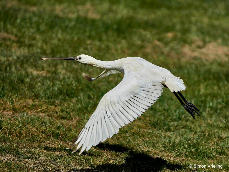 lepelaar Texel