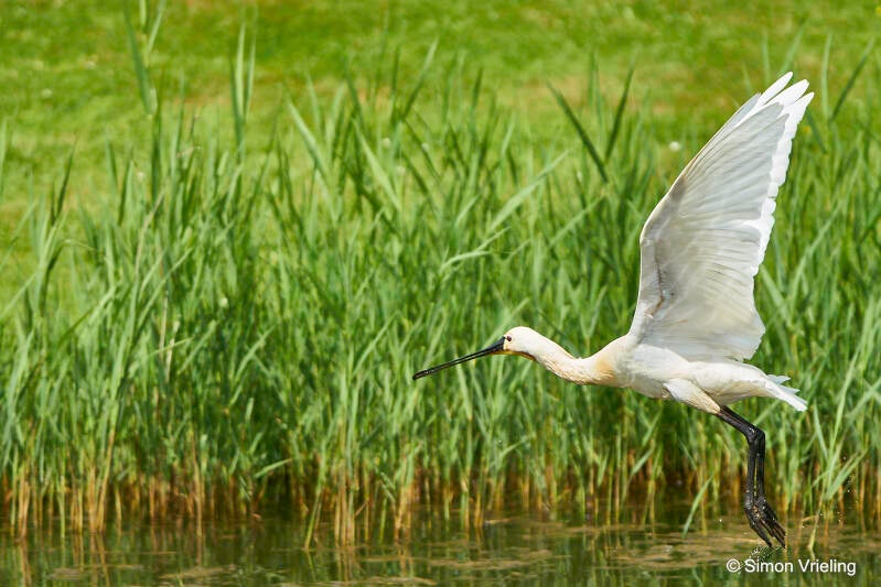 lepelaar Texel