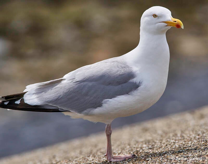 Meeuw Texel