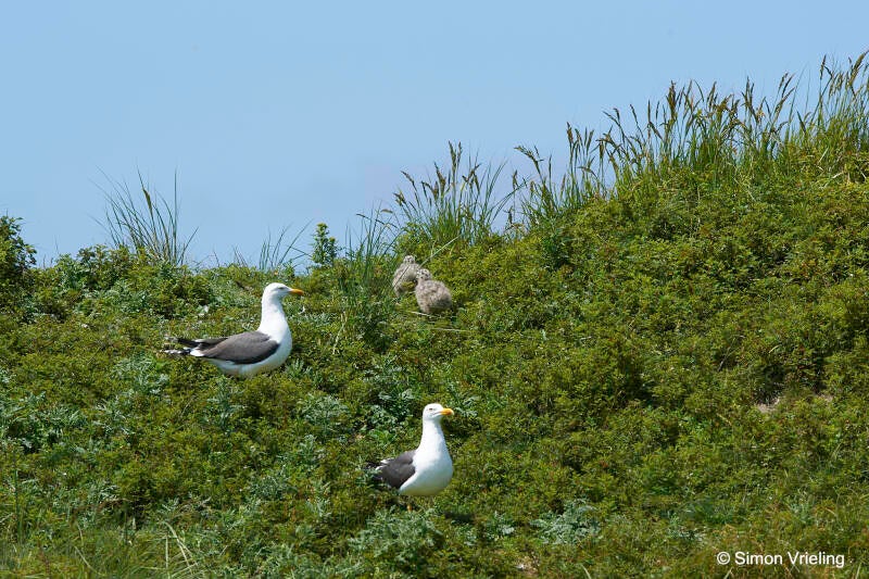Meeuw Texel met kuikens
