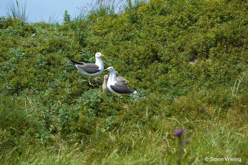Meeuw Texel met kuikens