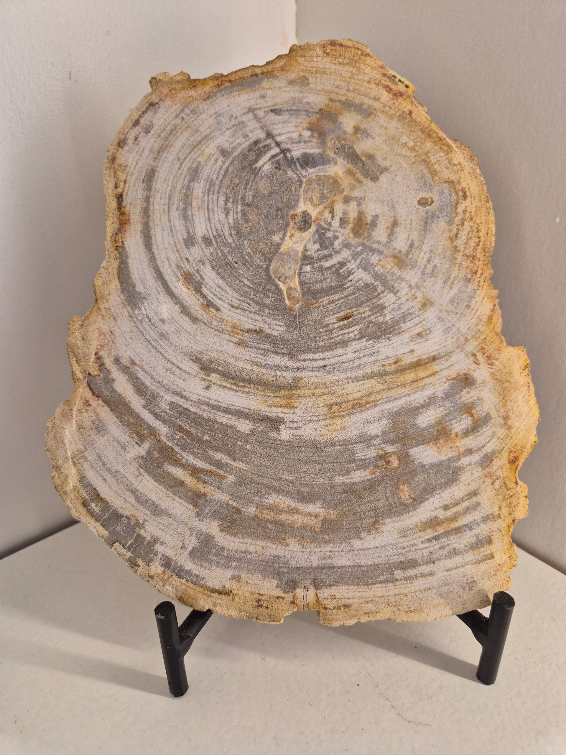 Versteend hout schijf