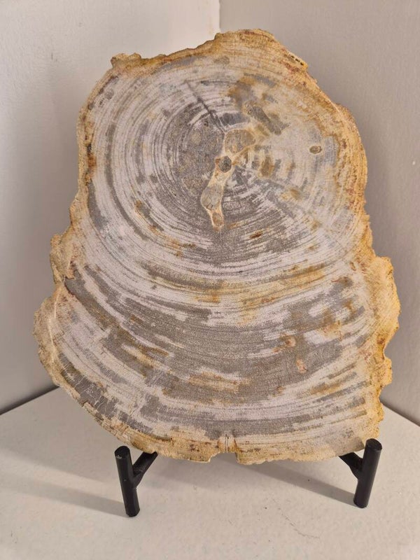 Versteend hout schijf