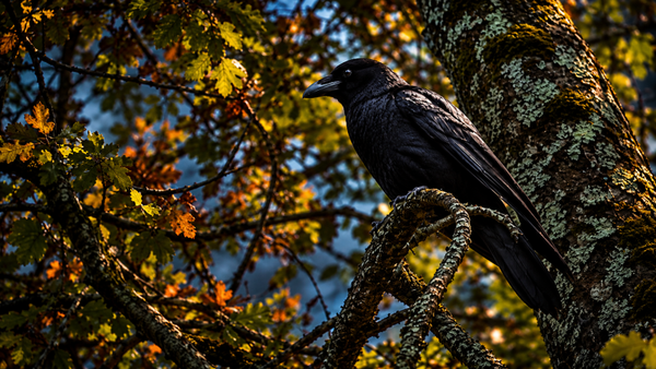 Gothic Crow - Desktop Wallpaper