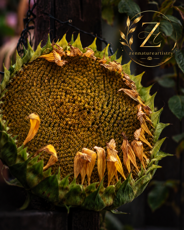 Aging Sunflower In Autumn Shadows