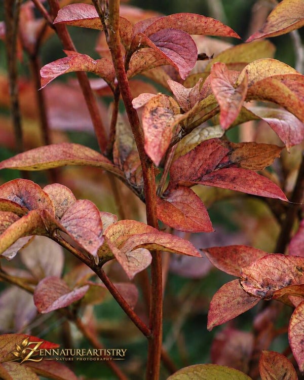 Autumn Veil