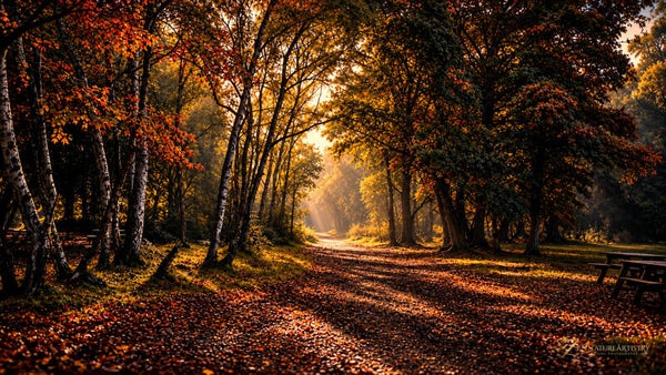 Autumn woodland Desktop Wallpaper