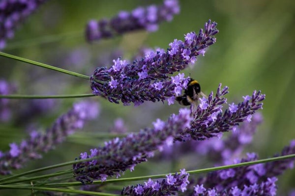 Lavender harmony